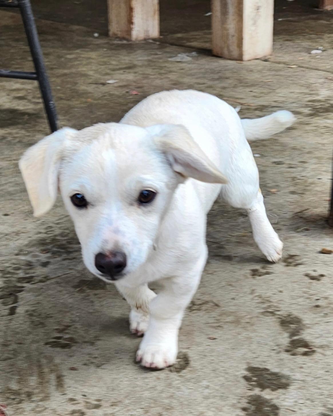 Enlarge Phoebe, a ADOPTABLE mixed breed in Coarsegold, CA image 1/1