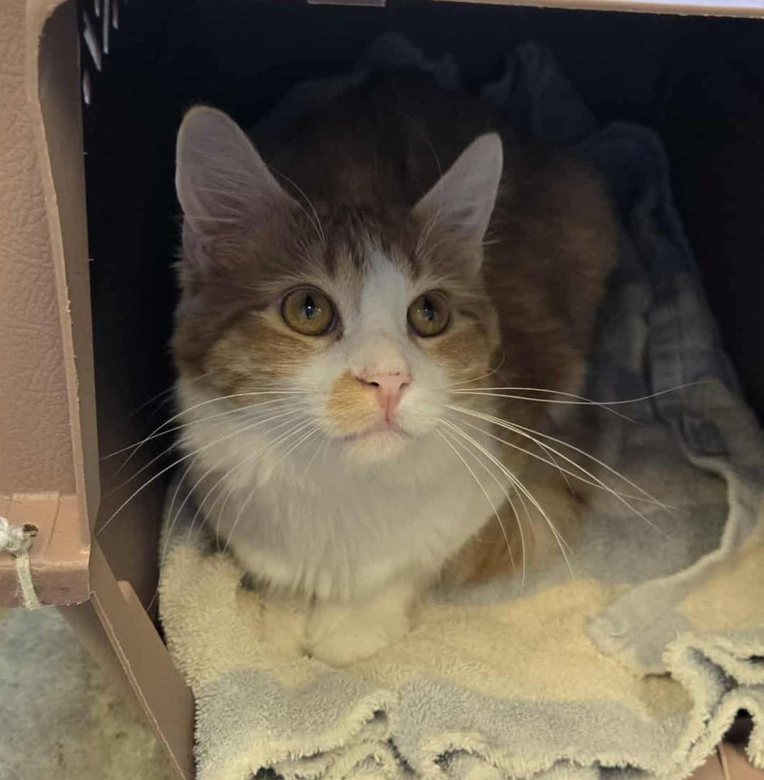 Diablo, an adoptable Domestic Medium Hair in Larned, KS, 67550 | Photo Image 4
