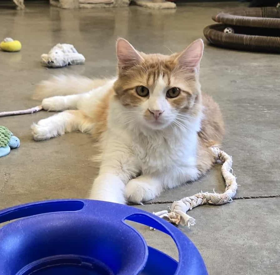 Diablo, an adoptable Domestic Medium Hair in Larned, KS, 67550 | Photo Image 3