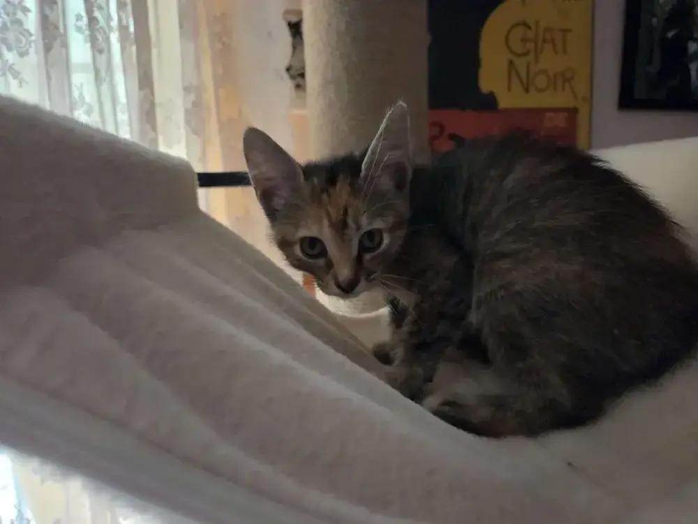 Bastet, Adoptable, Kitten Female Domestic Short Hair.