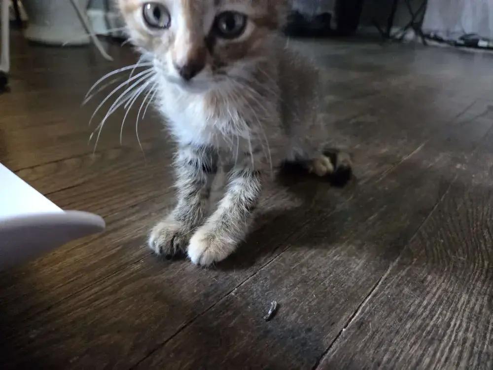 Enlarge Bastet, a Adoptable mixed breed in Grand Rapids, MI image 2/6