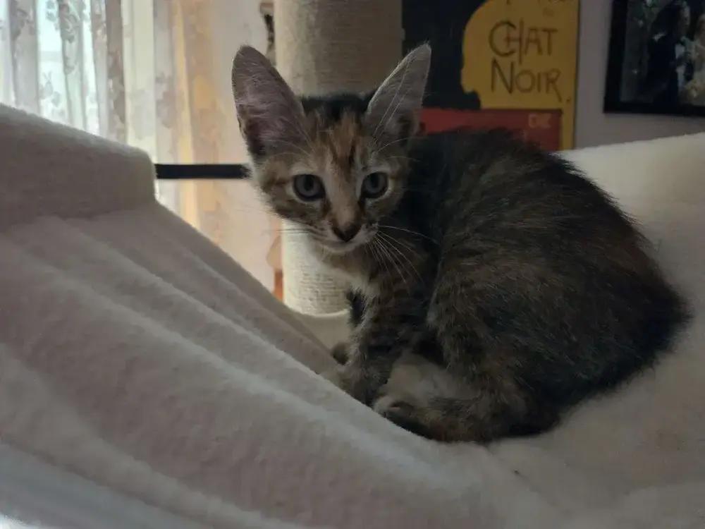 Enlarge Bastet, a Adoptable mixed breed in Grand Rapids, MI image 4/6
