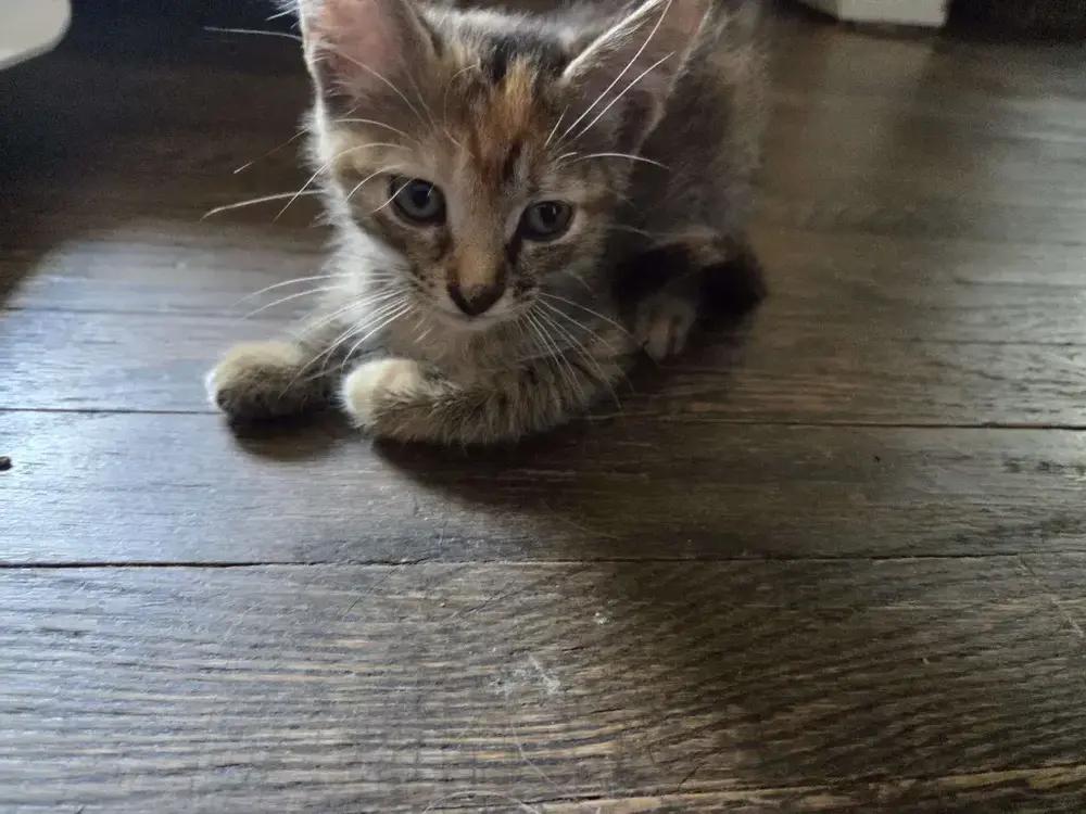 Enlarge Bastet, a Adoptable mixed breed in Grand Rapids, MI image 5/6