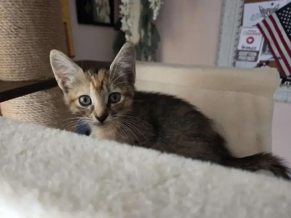 Enlarge Bastet, a Adoptable mixed breed in Grand Rapids, MI image 6/6