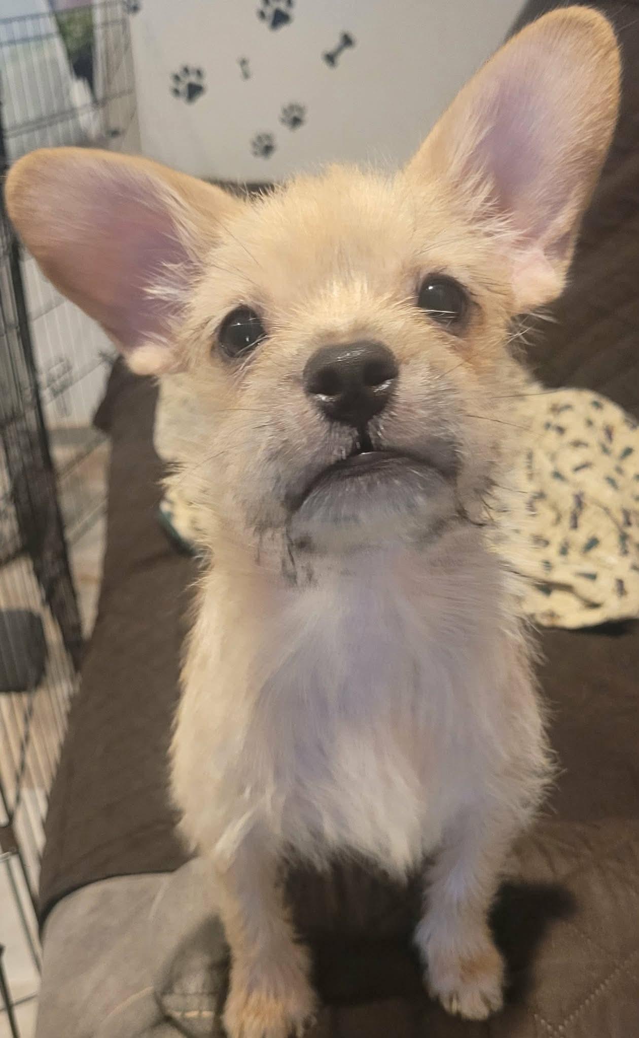Hippie, ADOPTABLE, Puppy Male French Bulldog & Chihuahua.