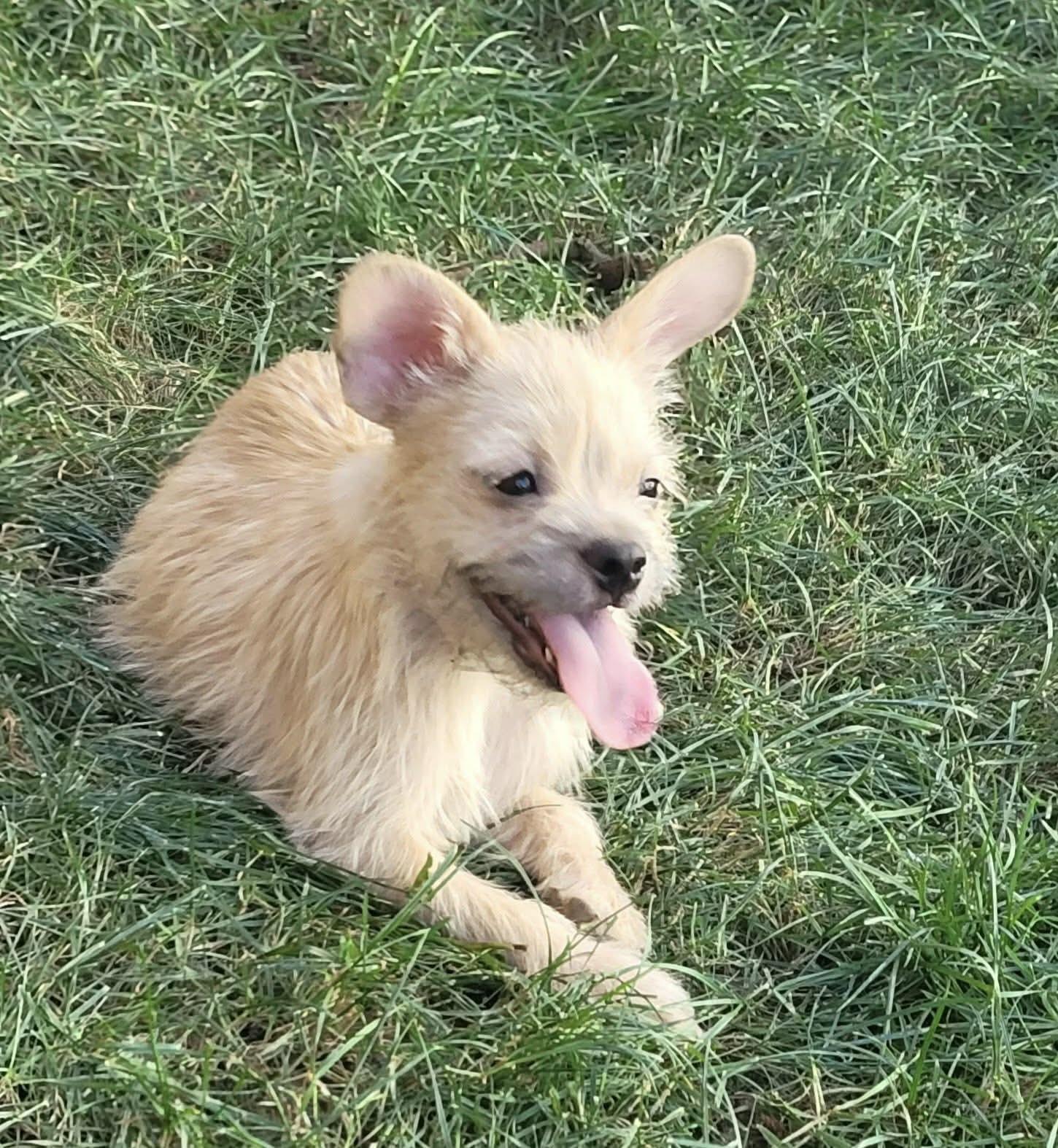 Enlarge Hippie, a ADOPTABLE mixed breed in Beavercreek, OR image 5/6