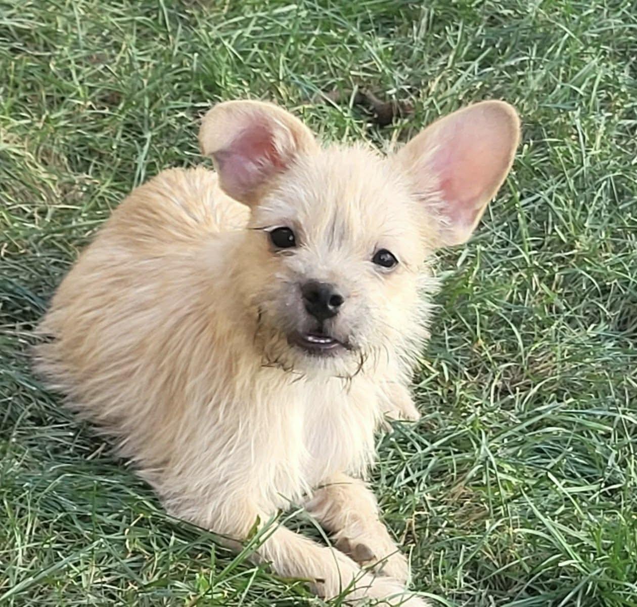 Enlarge Hippie, a ADOPTABLE mixed breed in Beavercreek, OR image 2/6