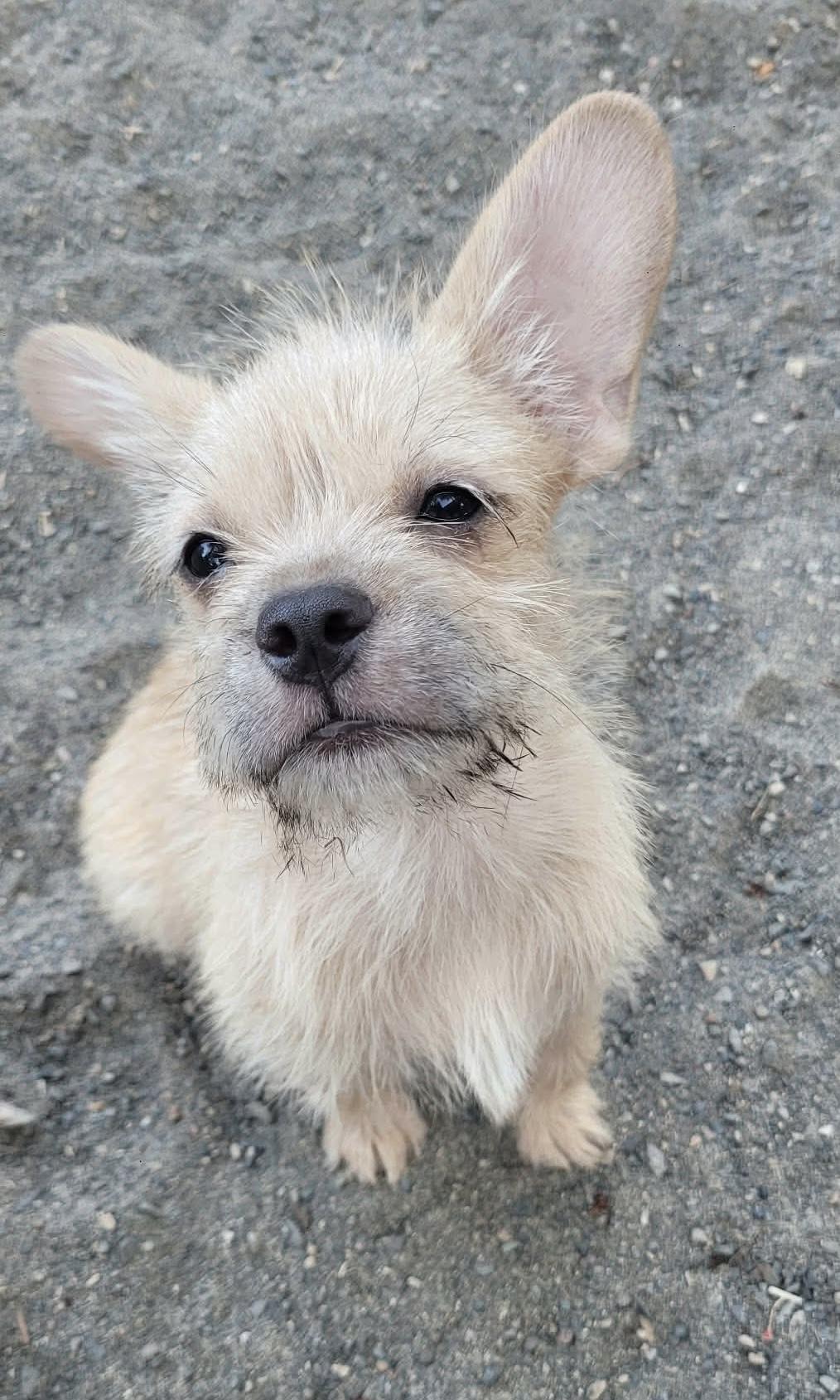 Enlarge Hippie, a ADOPTABLE mixed breed in Beavercreek, OR image 4/6