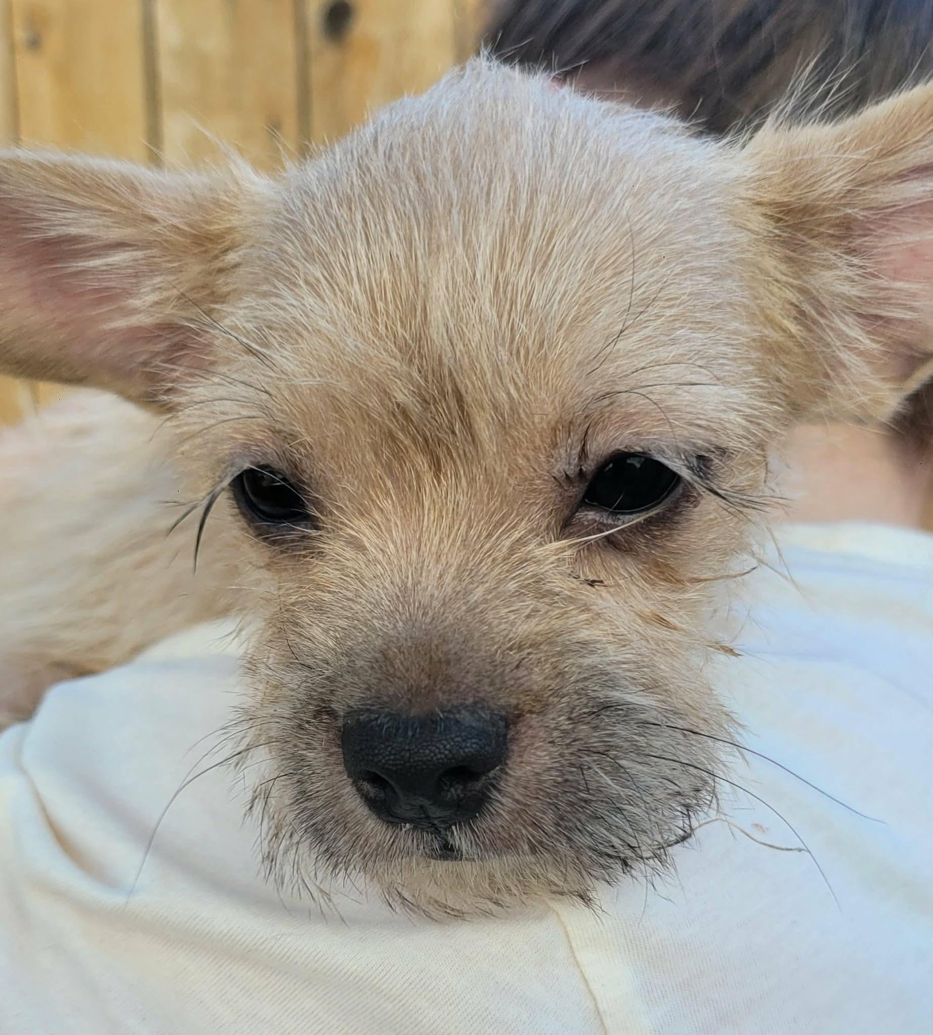 Enlarge Hippie, a ADOPTABLE mixed breed in Beavercreek, OR image 3/6