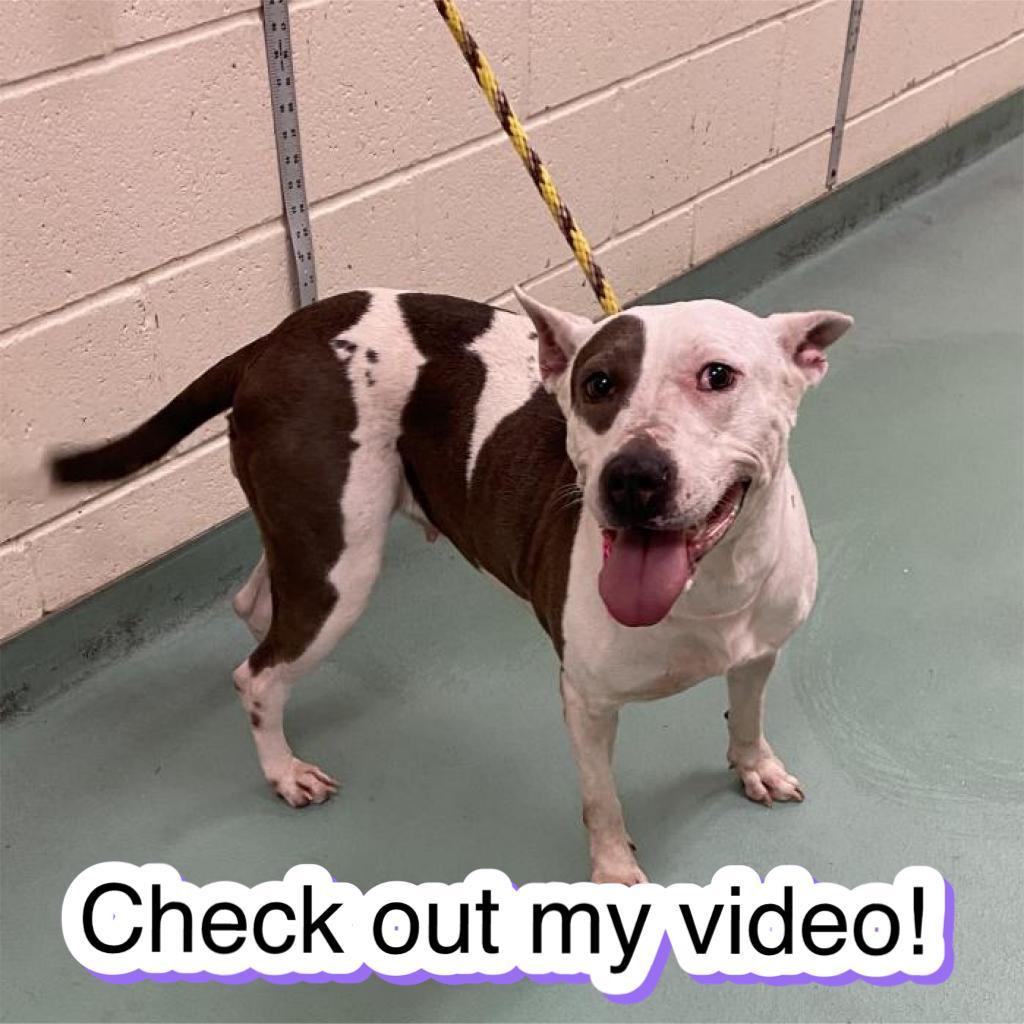 Lady, Adoptable, Adult Female Mixed Breed.