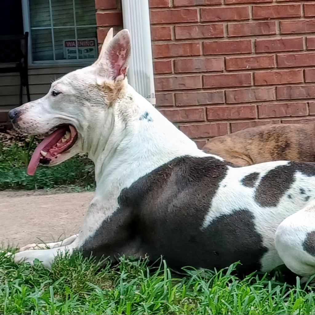 Enlarge Lady, a Adoptable Mixed Breed in Memphis, TN image 2/6