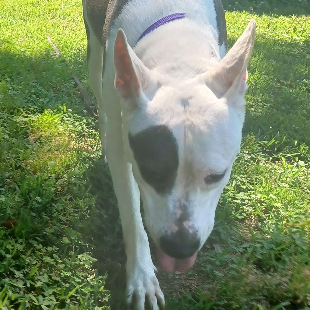 Enlarge Lady, a Adoptable Mixed Breed in Memphis, TN image 3/6