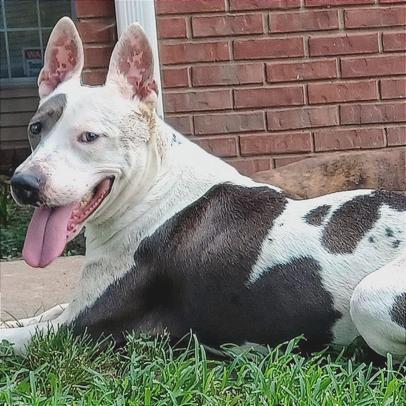 Enlarge Lady, a Adoptable Mixed Breed in Memphis, TN image 4/6