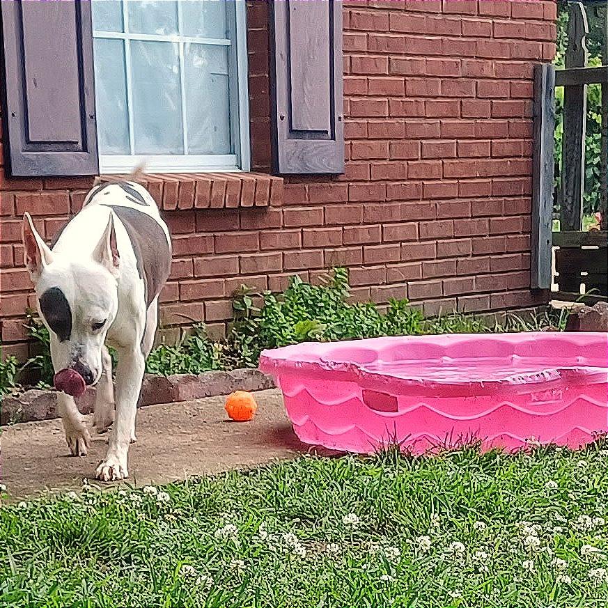 Enlarge Lady, a Adoptable Mixed Breed in Memphis, TN image 5/6