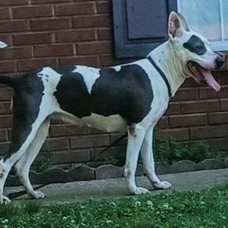 Enlarge Lady, a Adoptable Mixed Breed in Memphis, TN image 6/6