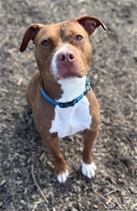 Enlarge RORY, a Adoptable Pit Bull Terrier in Saginaw, MI image 1/1