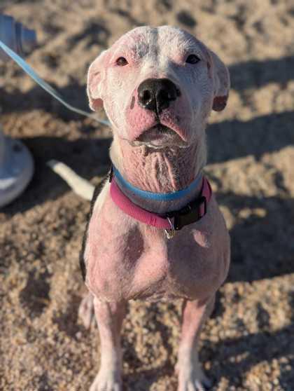Enlarge Sigrun, a Adoptable mixed breed in Gray, LA image 1/1
