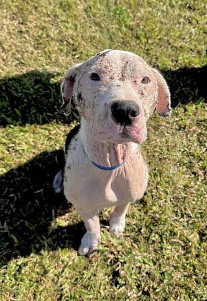 Enlarge Sigrun, a Adoptable mixed breed in Gray, LA image 1/1