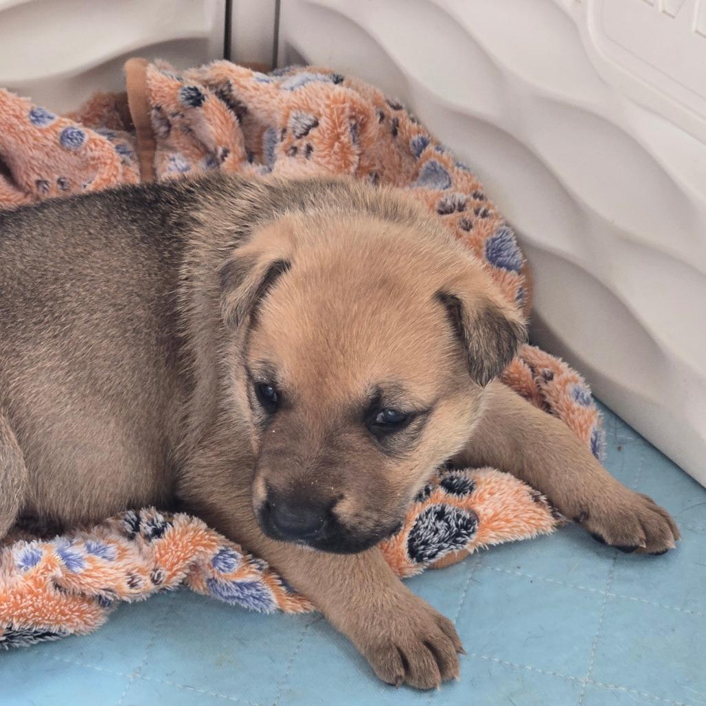 Enlarge Waddell, a Adoptable mixed breed in Oakville, WA image 1/6