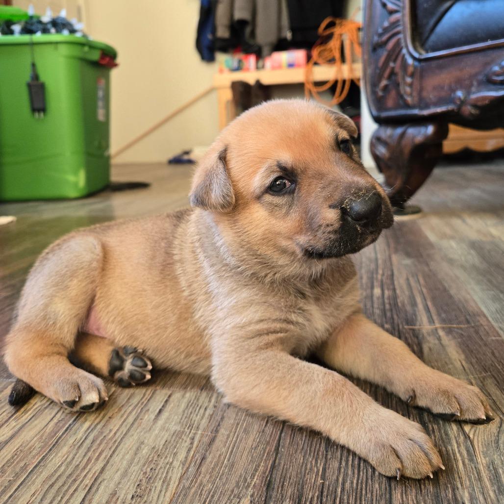 Enlarge Waddell, a Adoptable mixed breed in Oakville, WA image 2/6