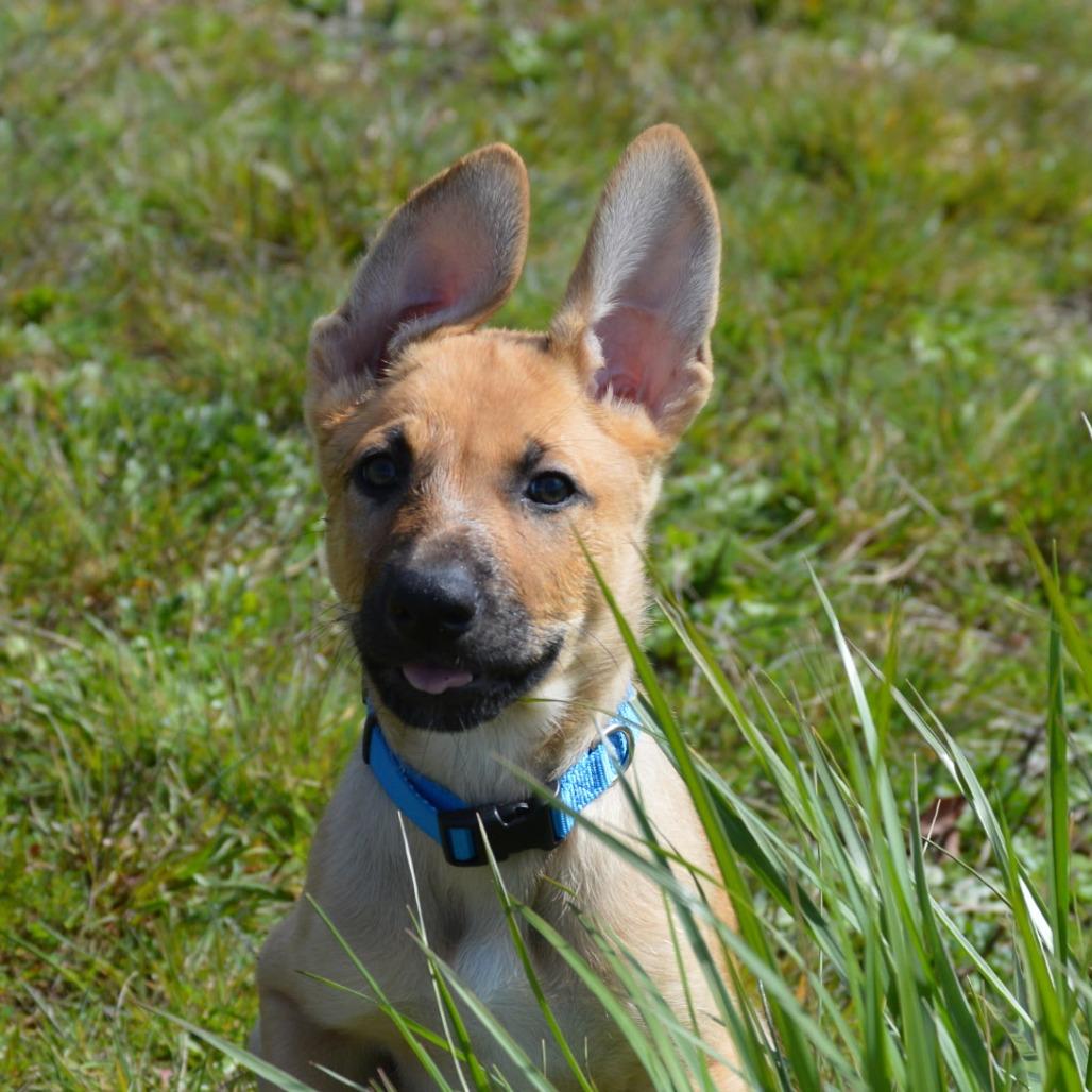 Enlarge Waddell, a Adoptable mixed breed in Oakville, WA image 3/6