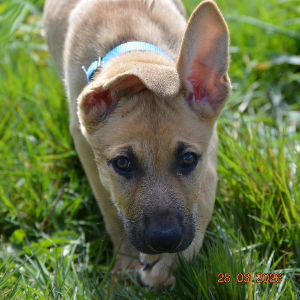 Enlarge Waddell, a Adoptable mixed breed in Oakville, WA image 5/6