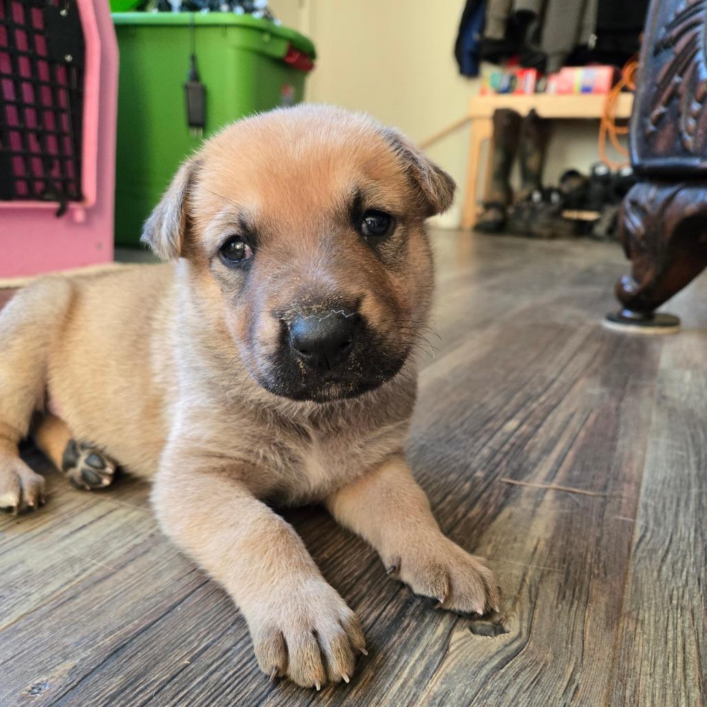 Enlarge Waddell, a Adoptable mixed breed in Oakville, WA image 6/6