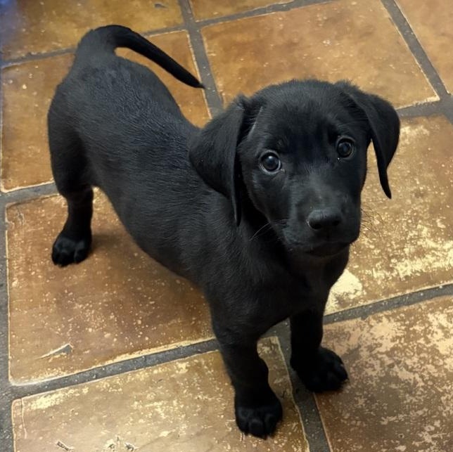 Enlarge Harper, an adopted mixed breed in Wells, VT image 2/6