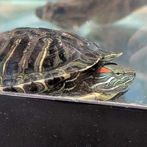 Tuck, ADOPTABLE, Young Male Red-Eared Slider.