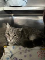 Corie, adopted, Adult Male Domestic Short Hair.