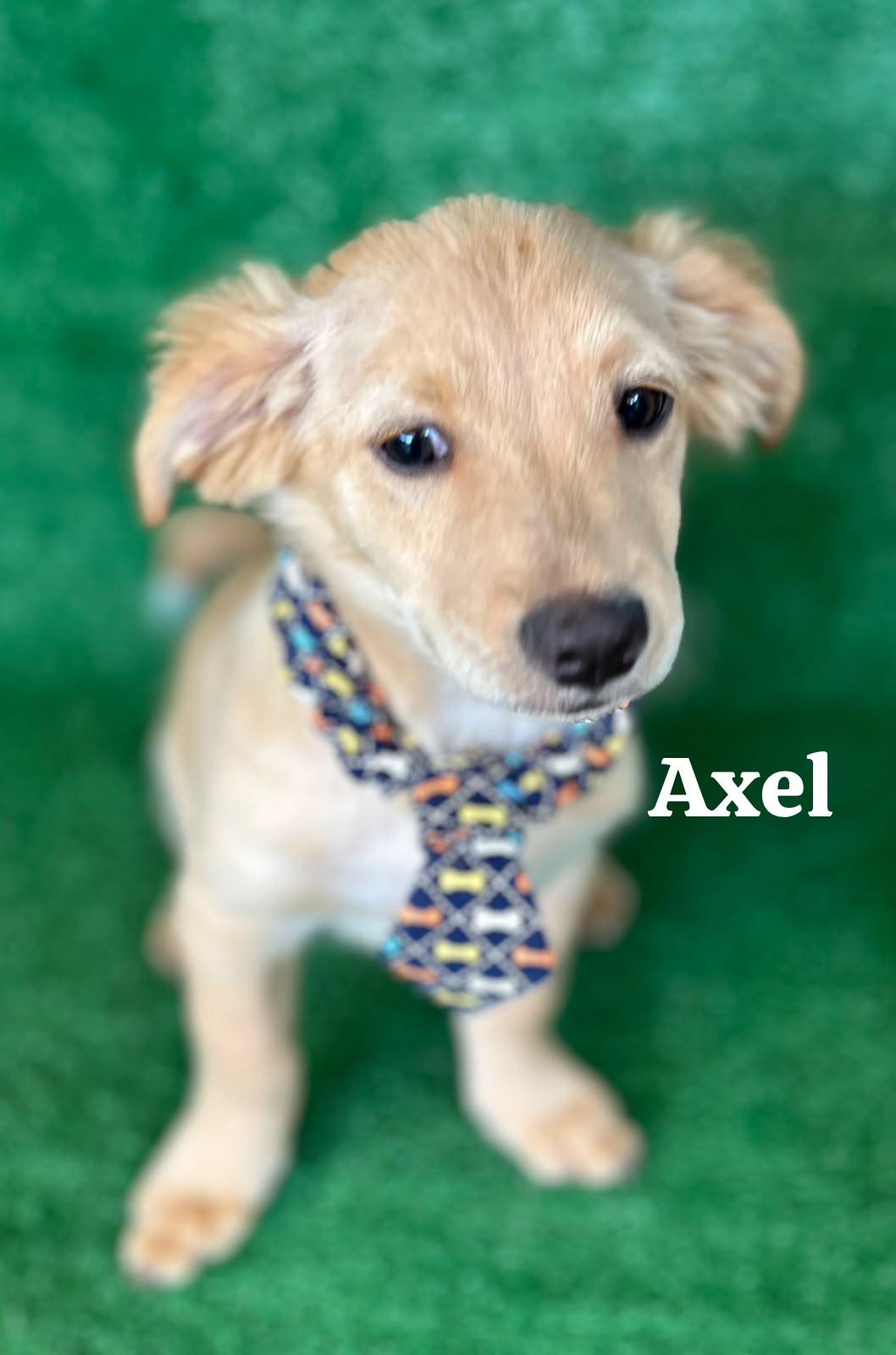 Enlarge Axel, an adopted Mixed Breed in San Ysidro, CA image 3/5