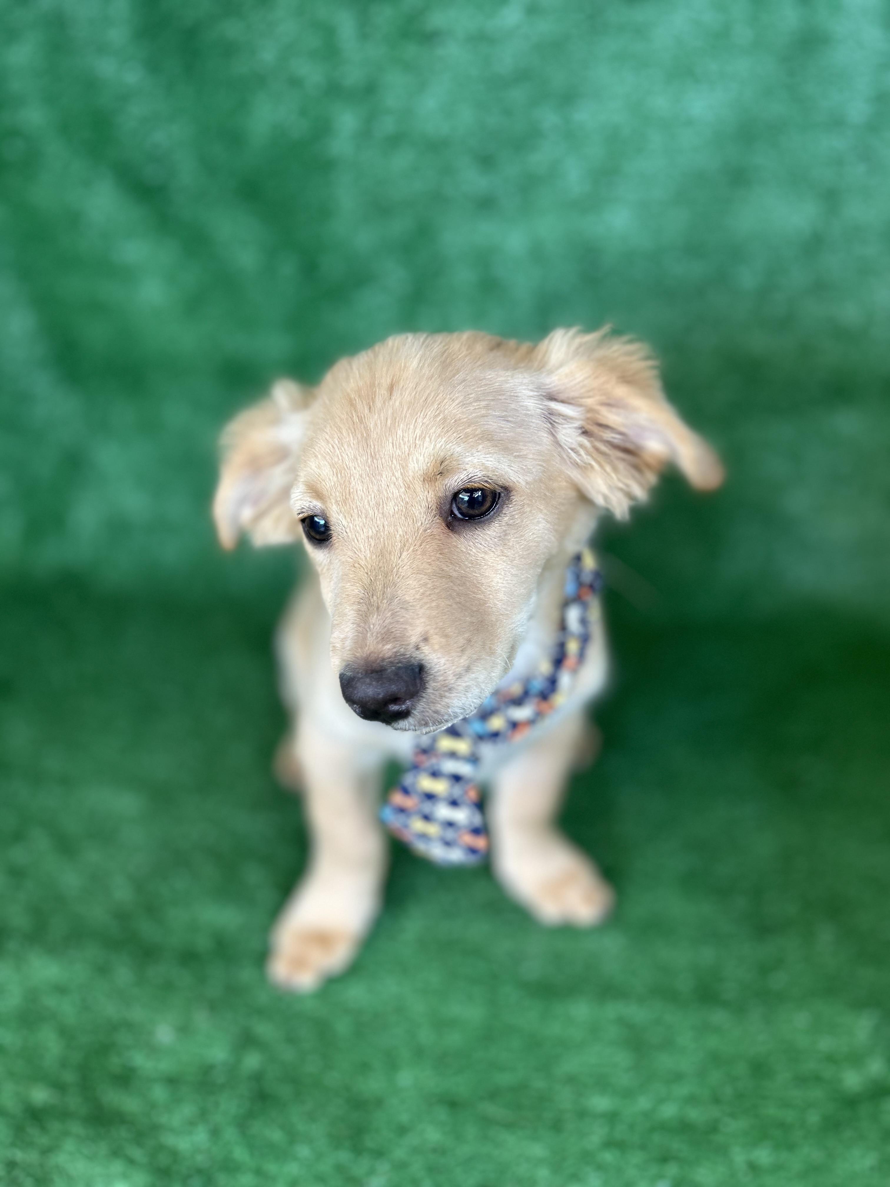 Enlarge Axel, an adopted Mixed Breed in San Ysidro, CA image 2/5