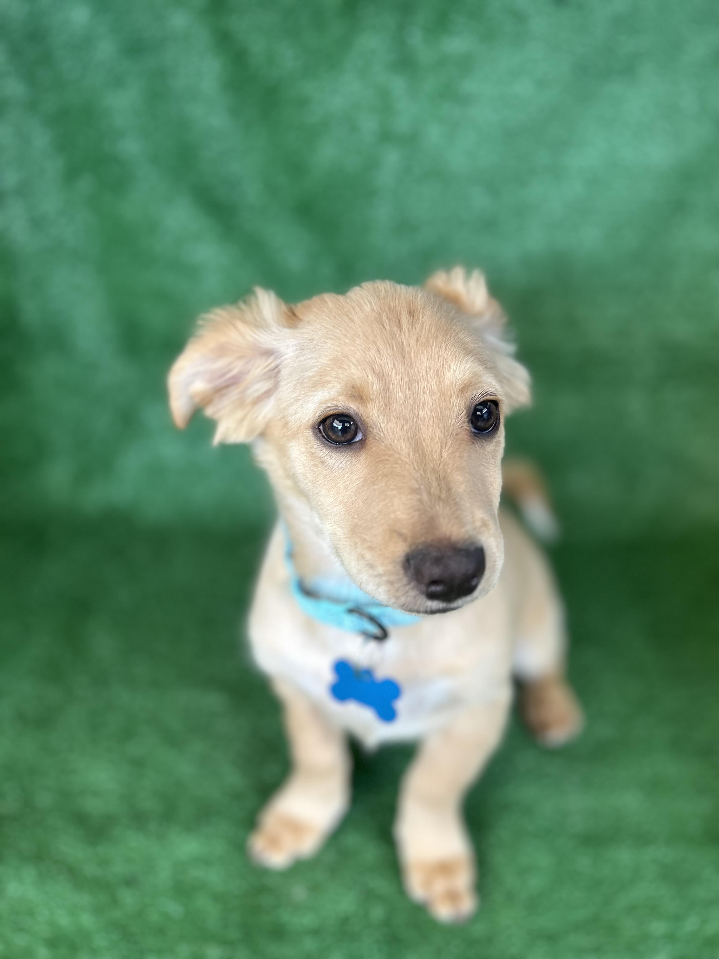 Axel, adopted, Young Male Mixed Breed.