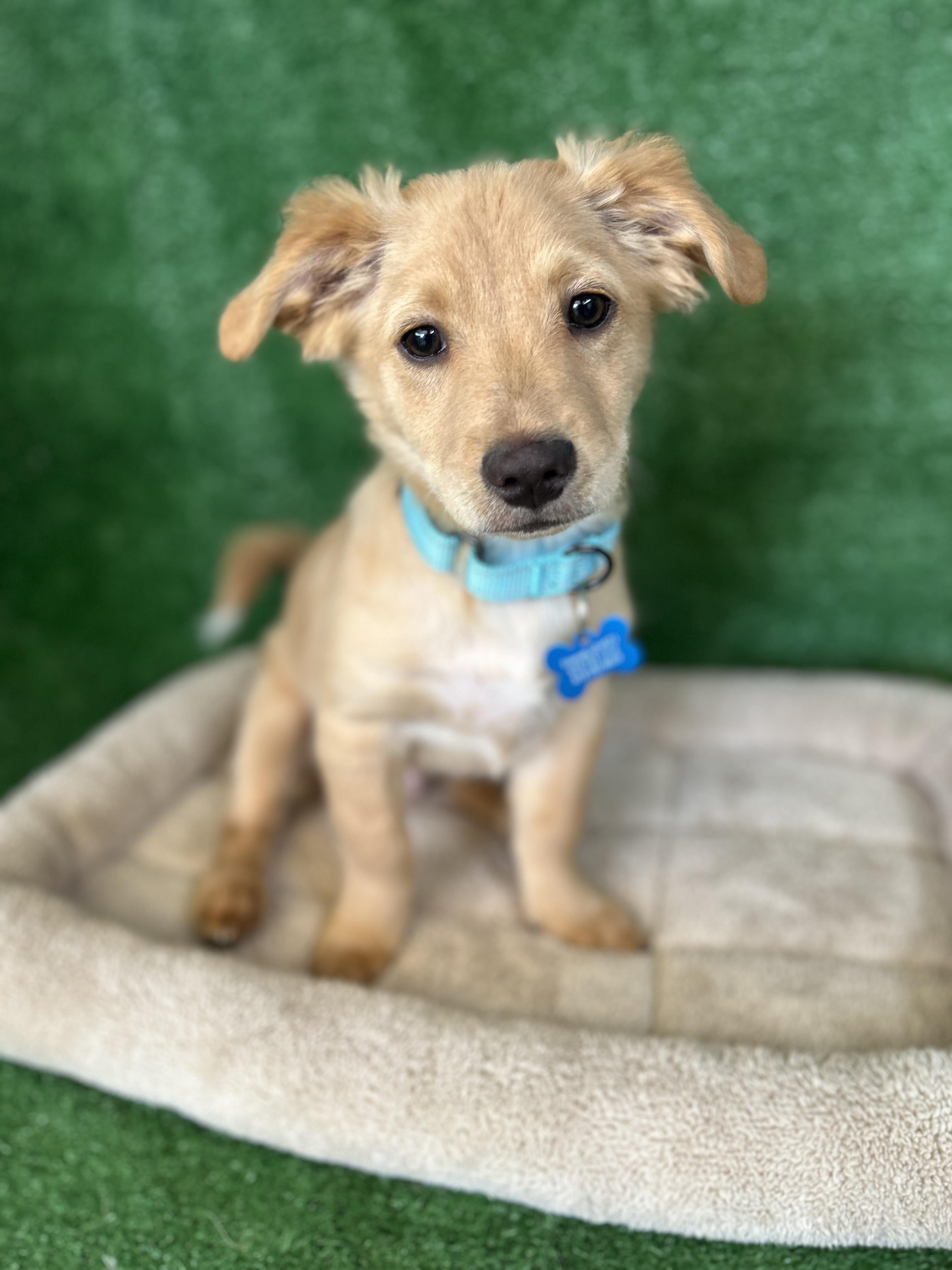 Enlarge Axel, an adopted Mixed Breed in San Ysidro, CA image 4/5