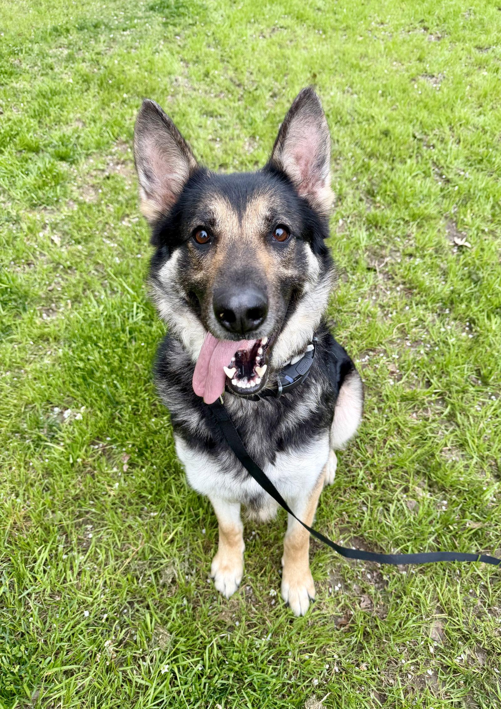 Enlarge Daisey 6568, a Adoptable German Shepherd Dog in Centreville, VA image 1/2