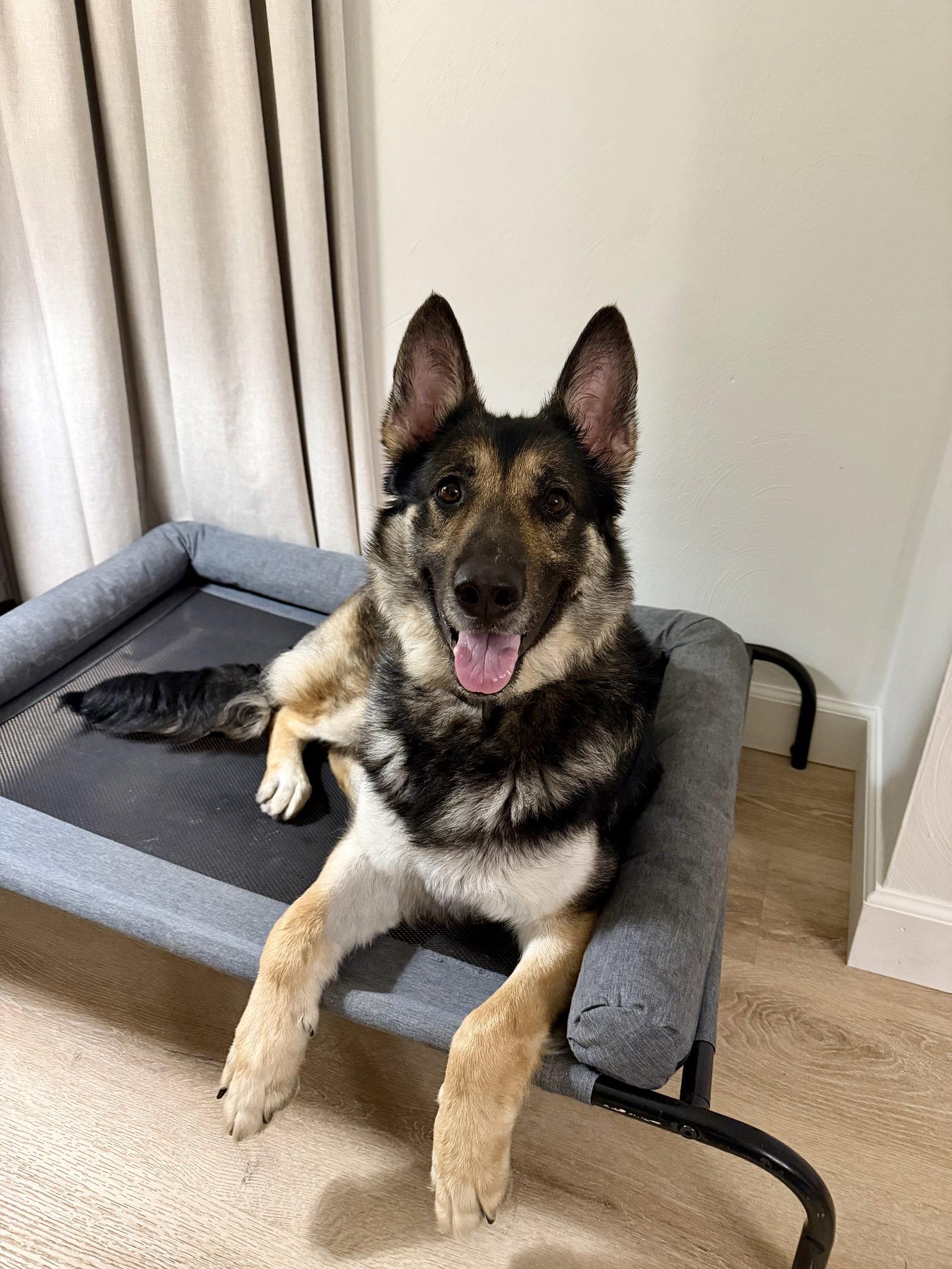 Enlarge Daisey 6568, a Adoptable German Shepherd Dog in Centreville, VA image 2/2