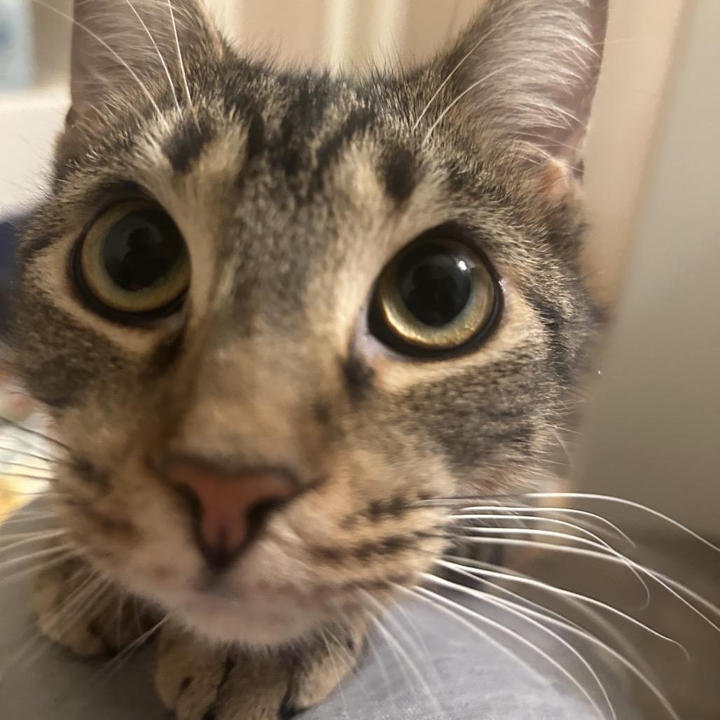 Leea, Adoptable, Young Female Domestic Short Hair.