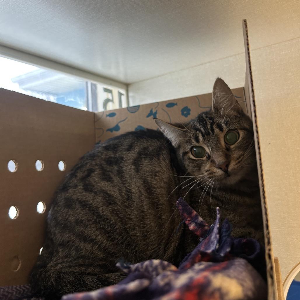 Leea, Adoptable, Young Female Domestic Short Hair.