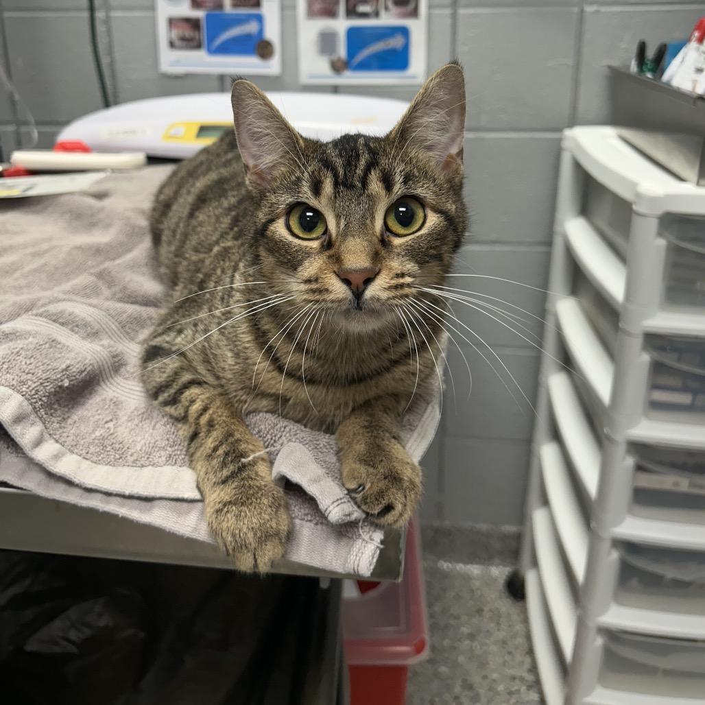 Enlarge Leea, a Adoptable Domestic Short Hair in West Olive, MI image 2/2