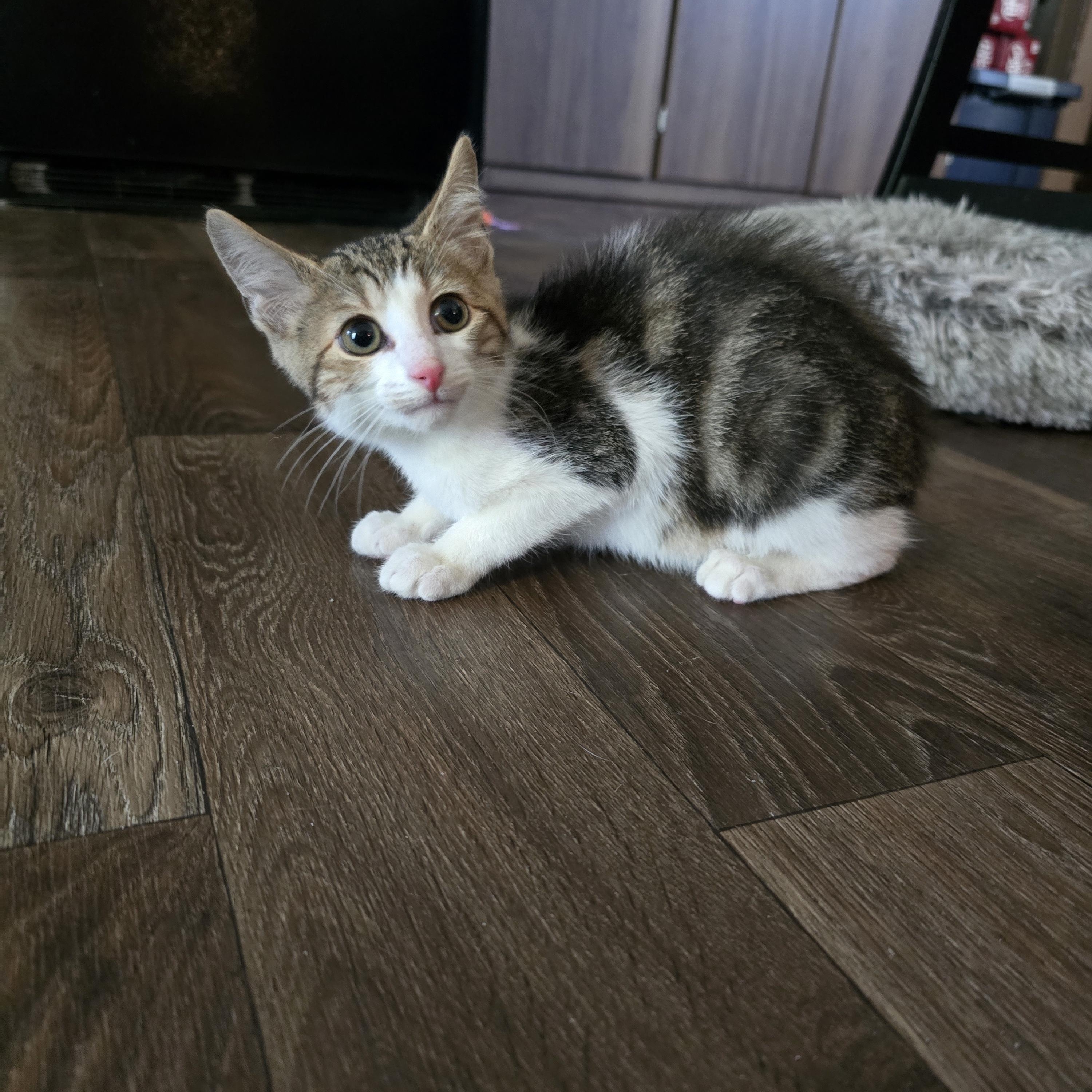 Sparrow, Adoptable, Young Male Domestic Short Hair.