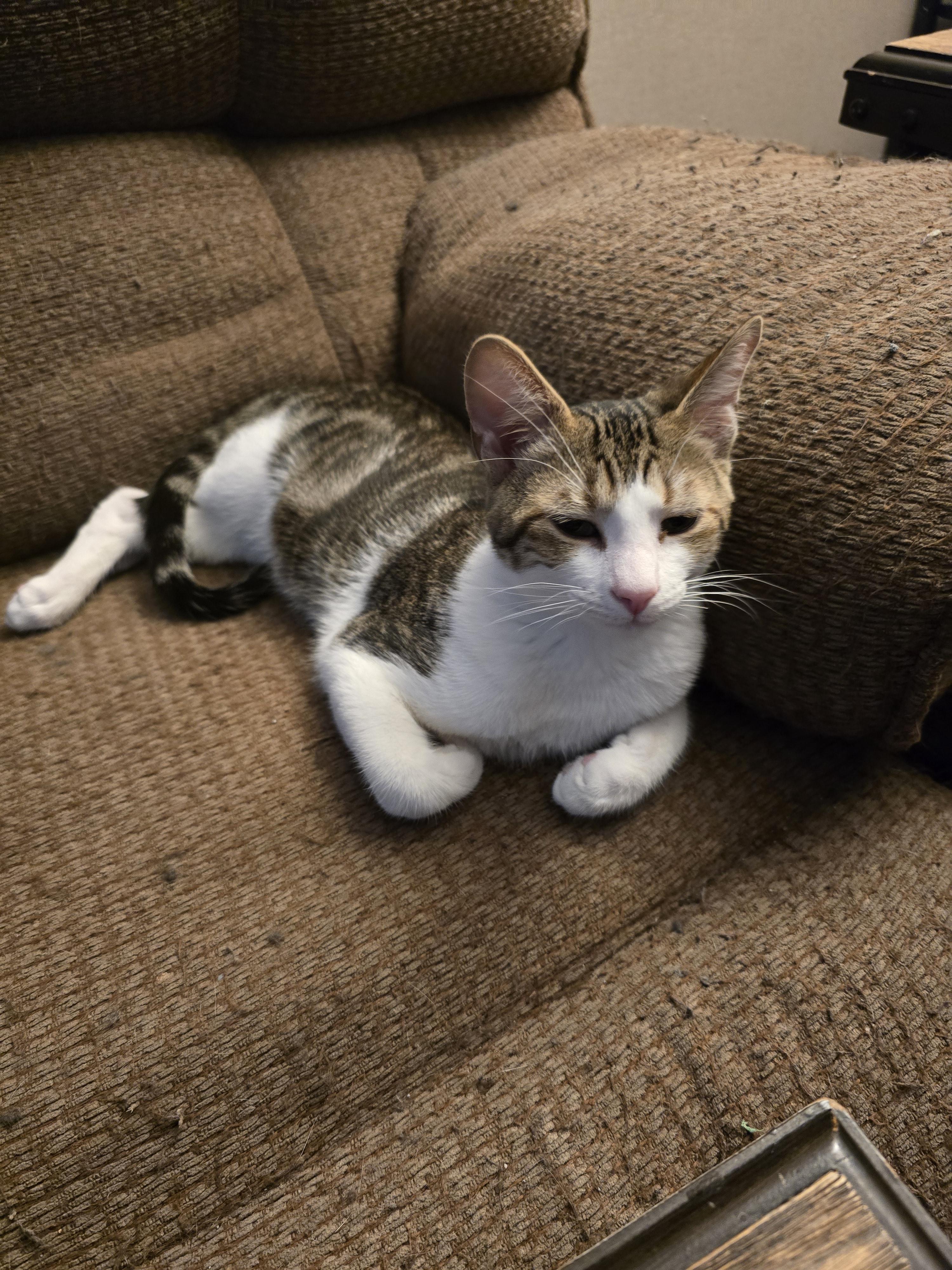 Sparrow, a Adoptable mixed breed in Ripley, TN image 2/5