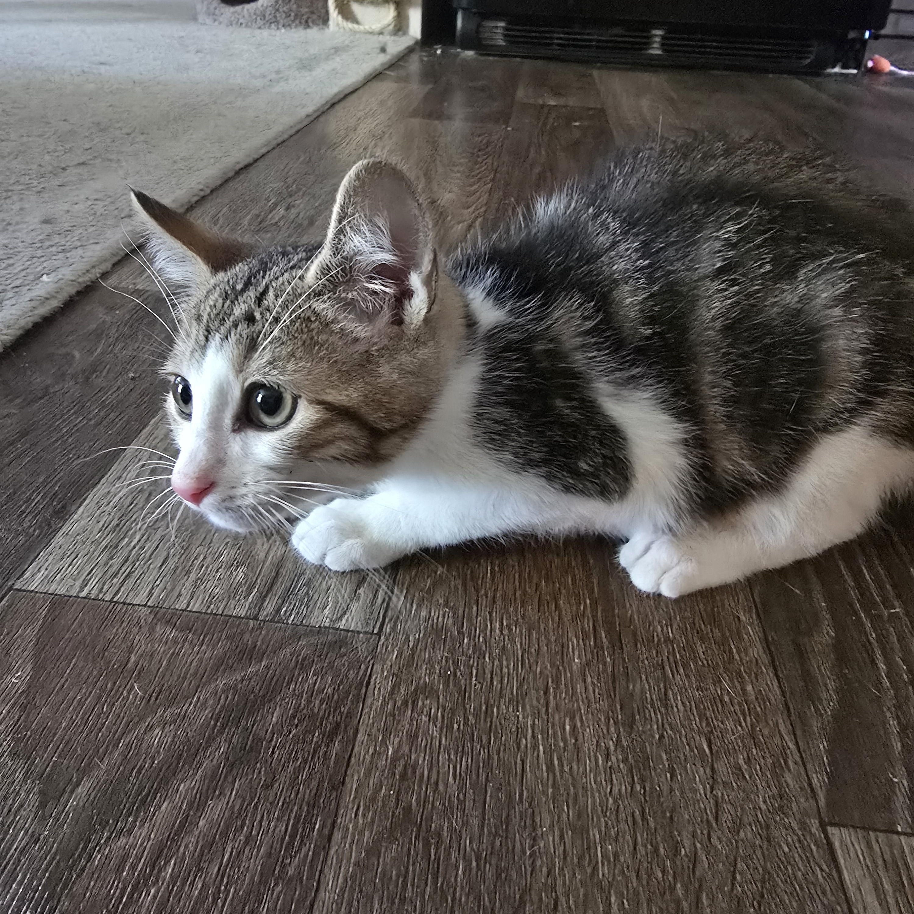 Sparrow, Adoptable, Young Male Domestic Short Hair.