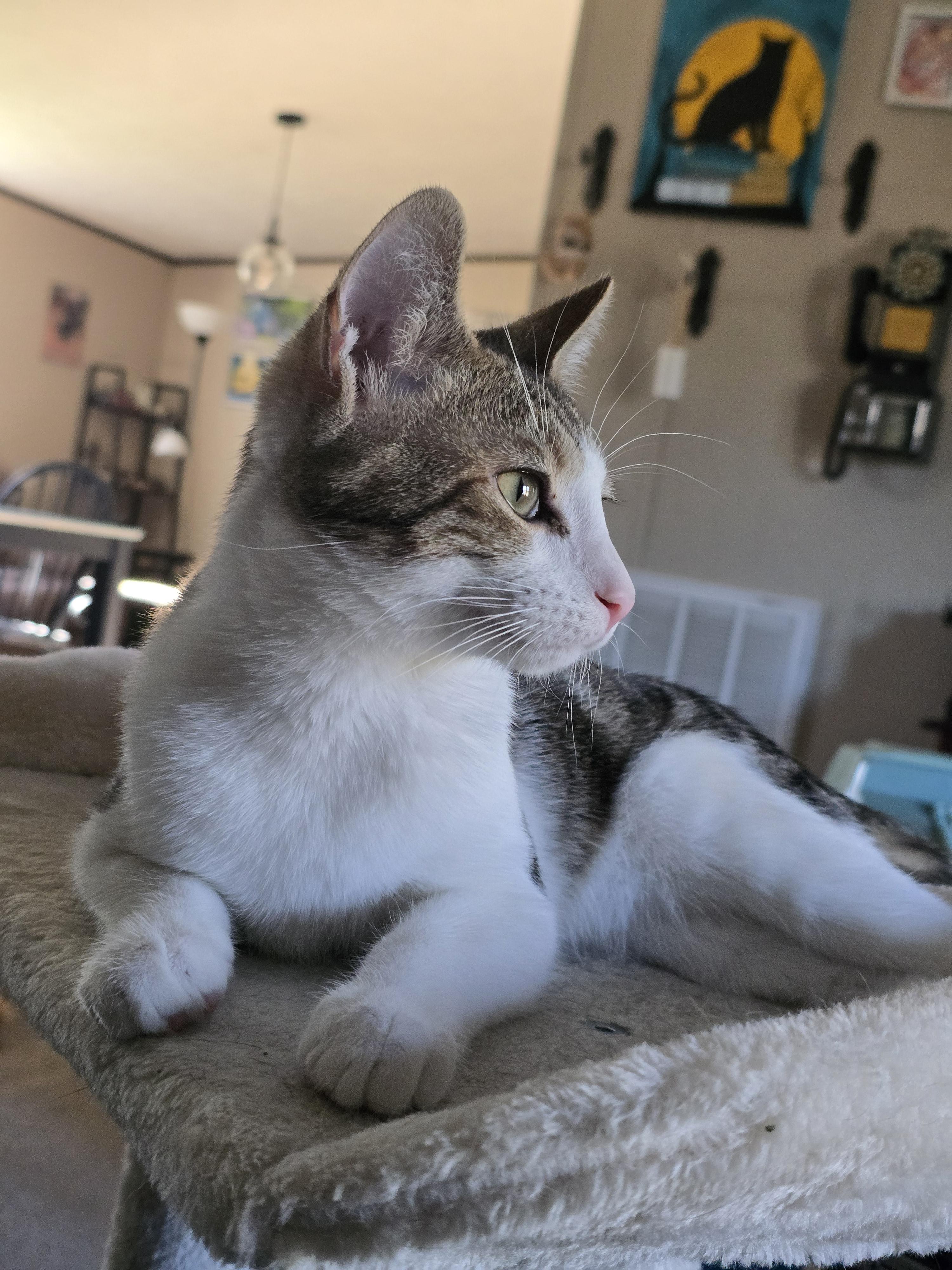 Sparrow, a Adoptable mixed breed in Ripley, TN image 4/5