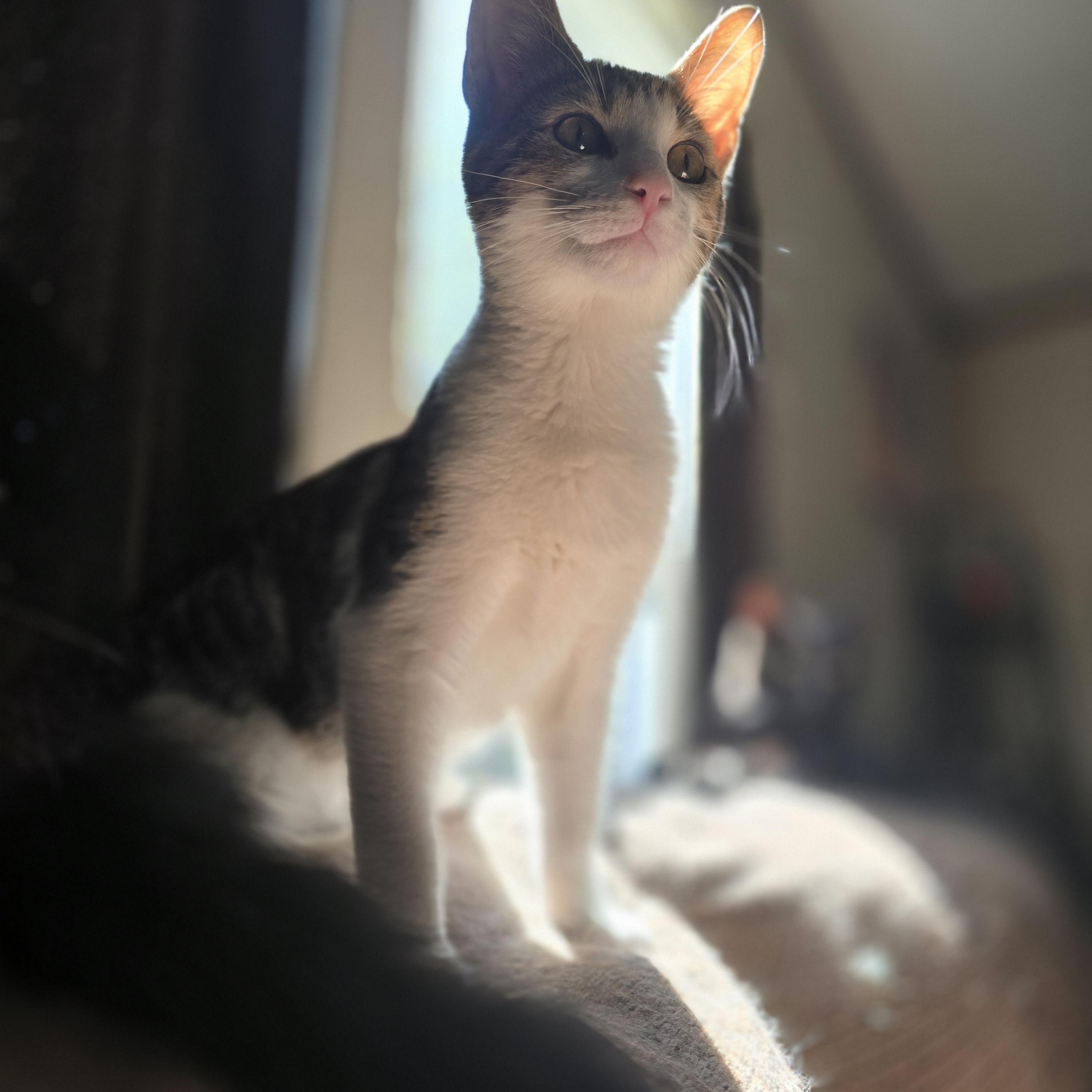 Sparrow, Adoptable, Young Male Domestic Short Hair.