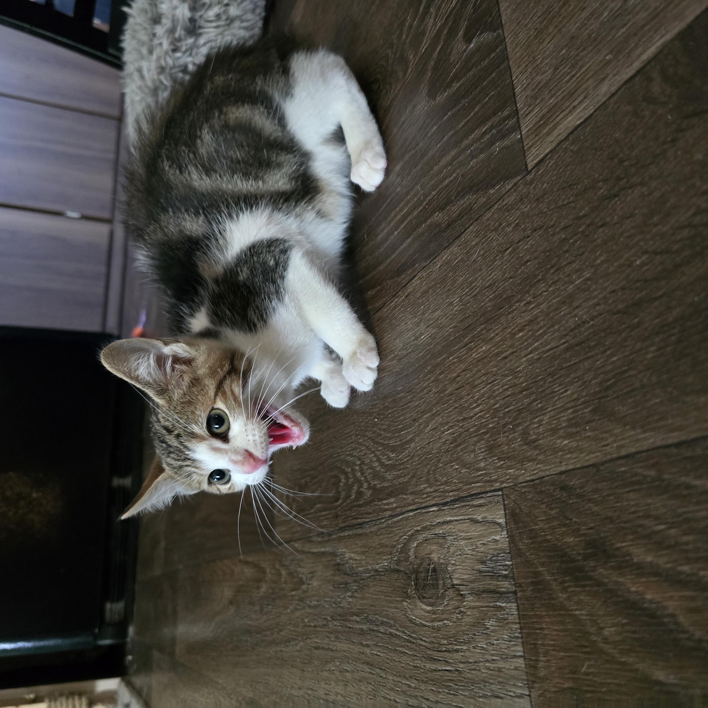 Sparrow, a Adoptable mixed breed in Ripley, TN image 3/4