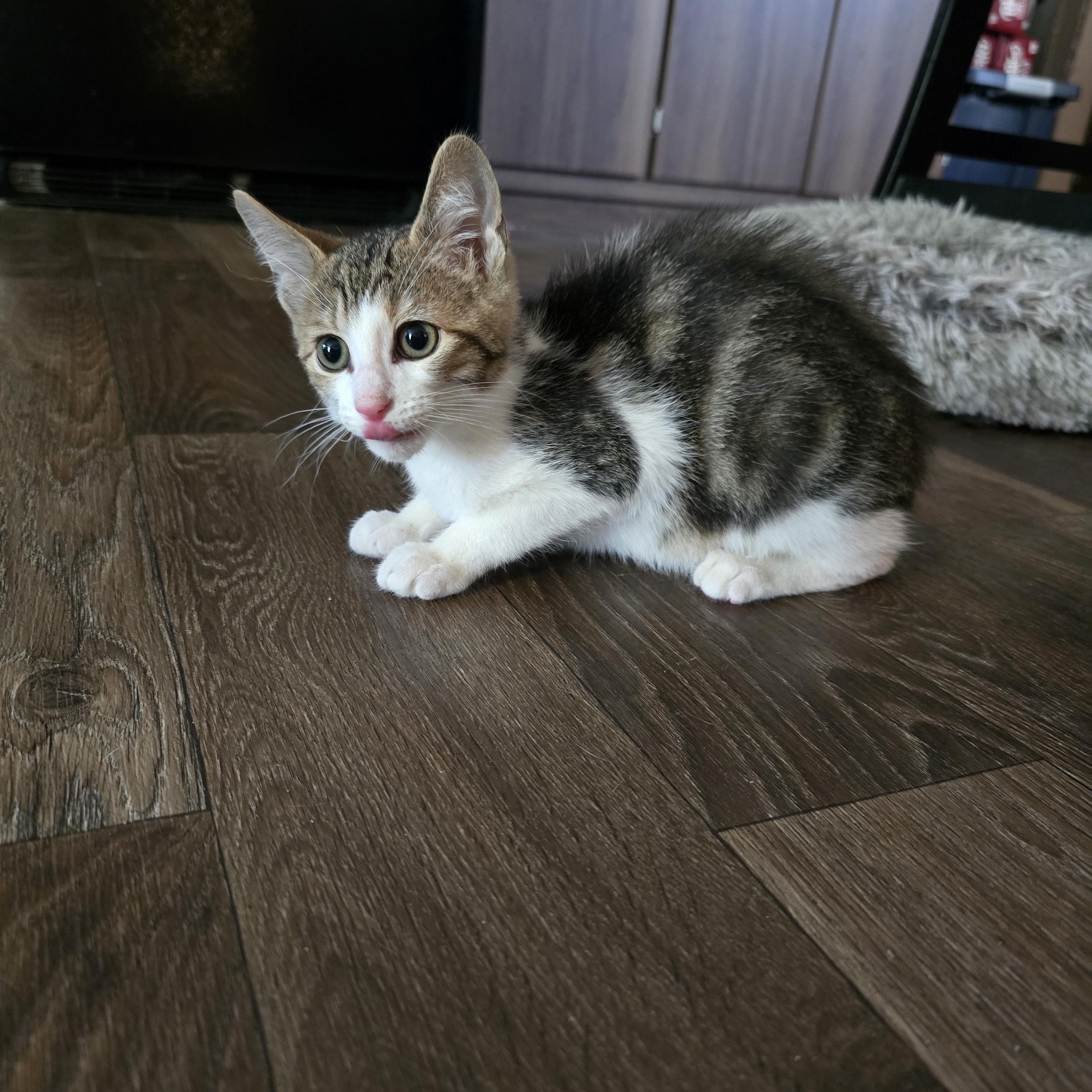 Sparrow, a Adoptable mixed breed in Ripley, TN image 4/4