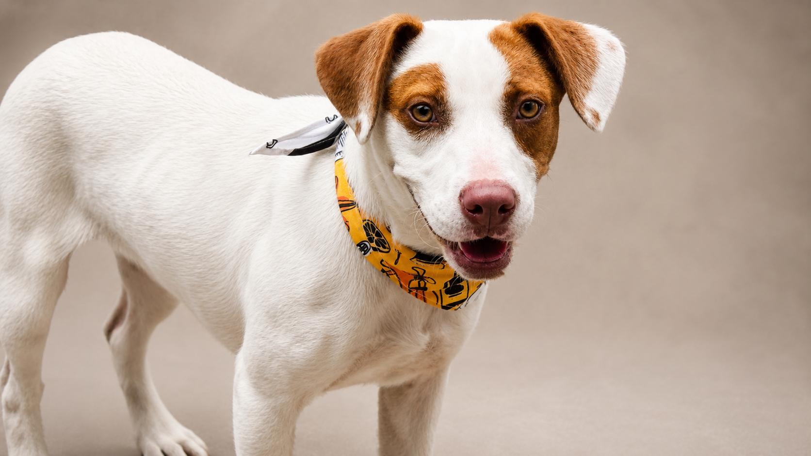 Enlarge Sweet Cake, a ADOPTABLE mixed breed in Jacksonville, FL image 1/3