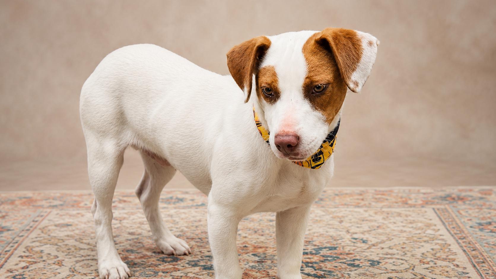 Enlarge Sweet Cake, a ADOPTABLE mixed breed in Jacksonville, FL image 2/3