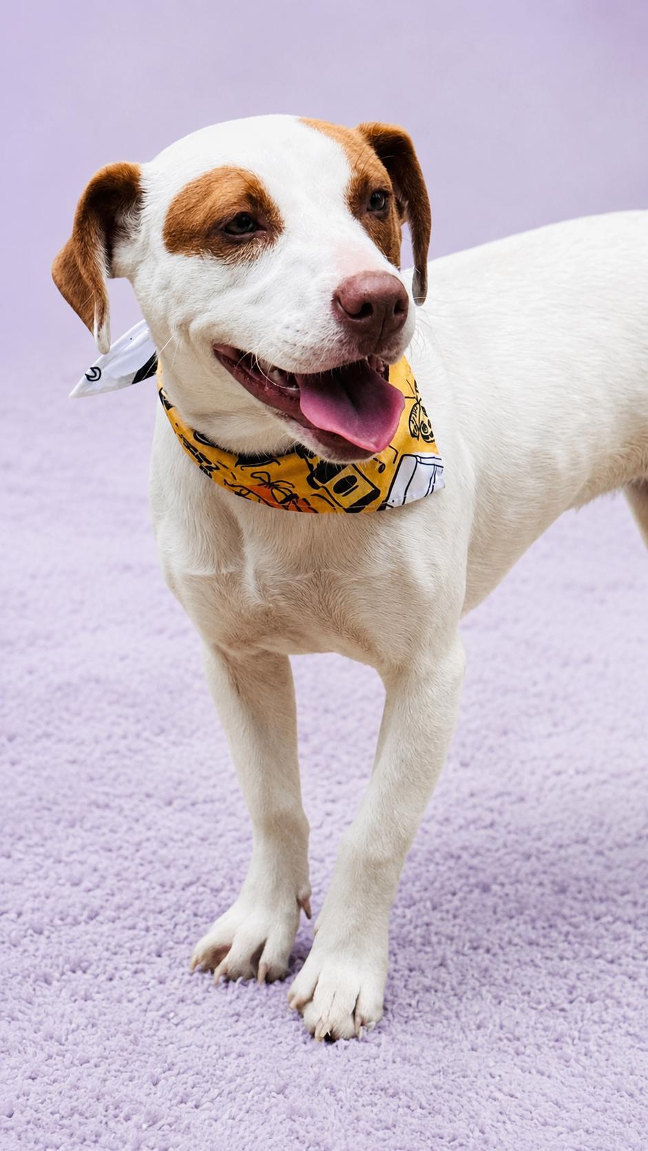 Enlarge Sweet Cake, a ADOPTABLE mixed breed in Jacksonville, FL image 3/3