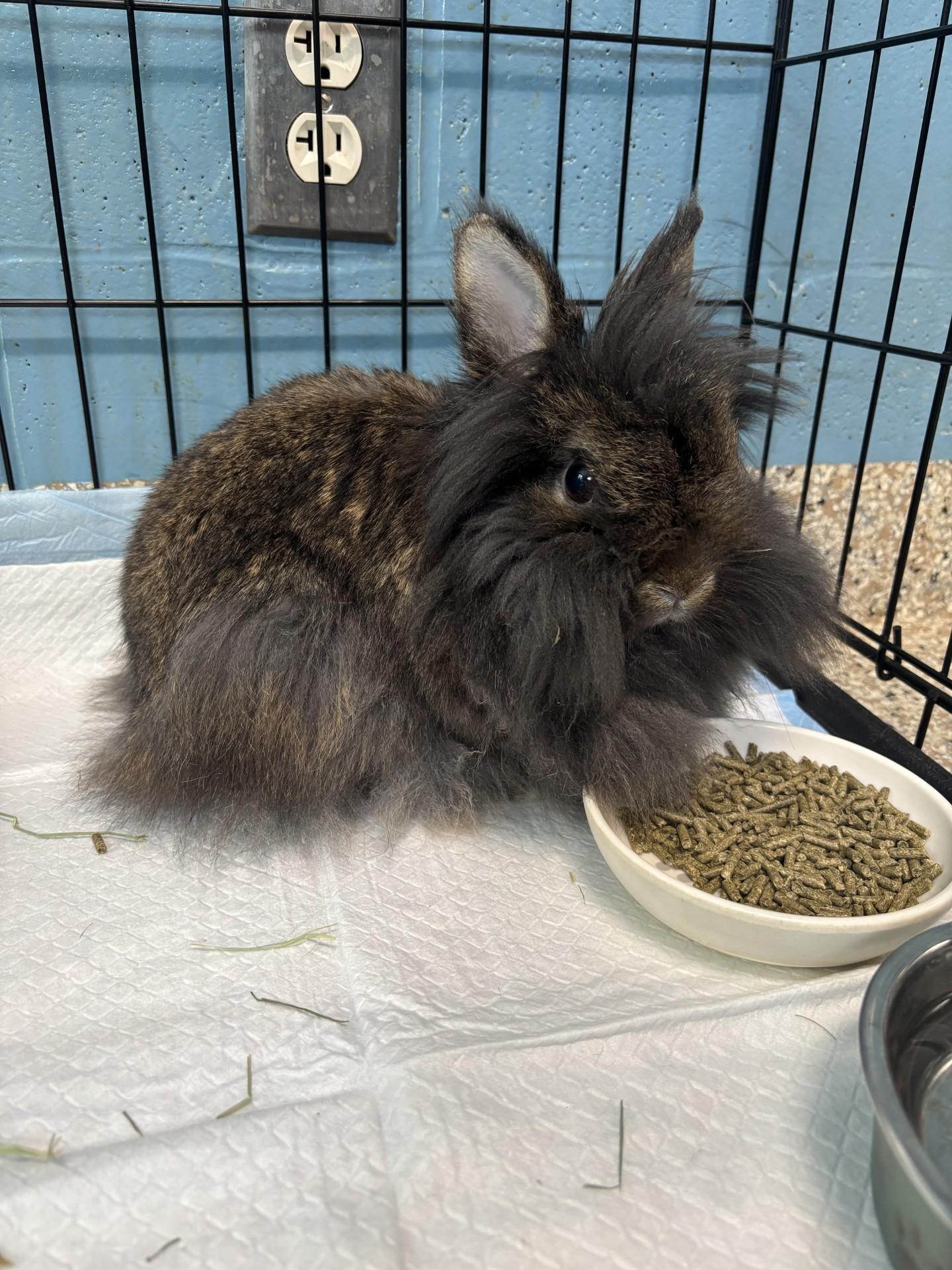 Enlarge Olive, a ADOPTABLE Lionhead in Yorkville, IL image 1/1